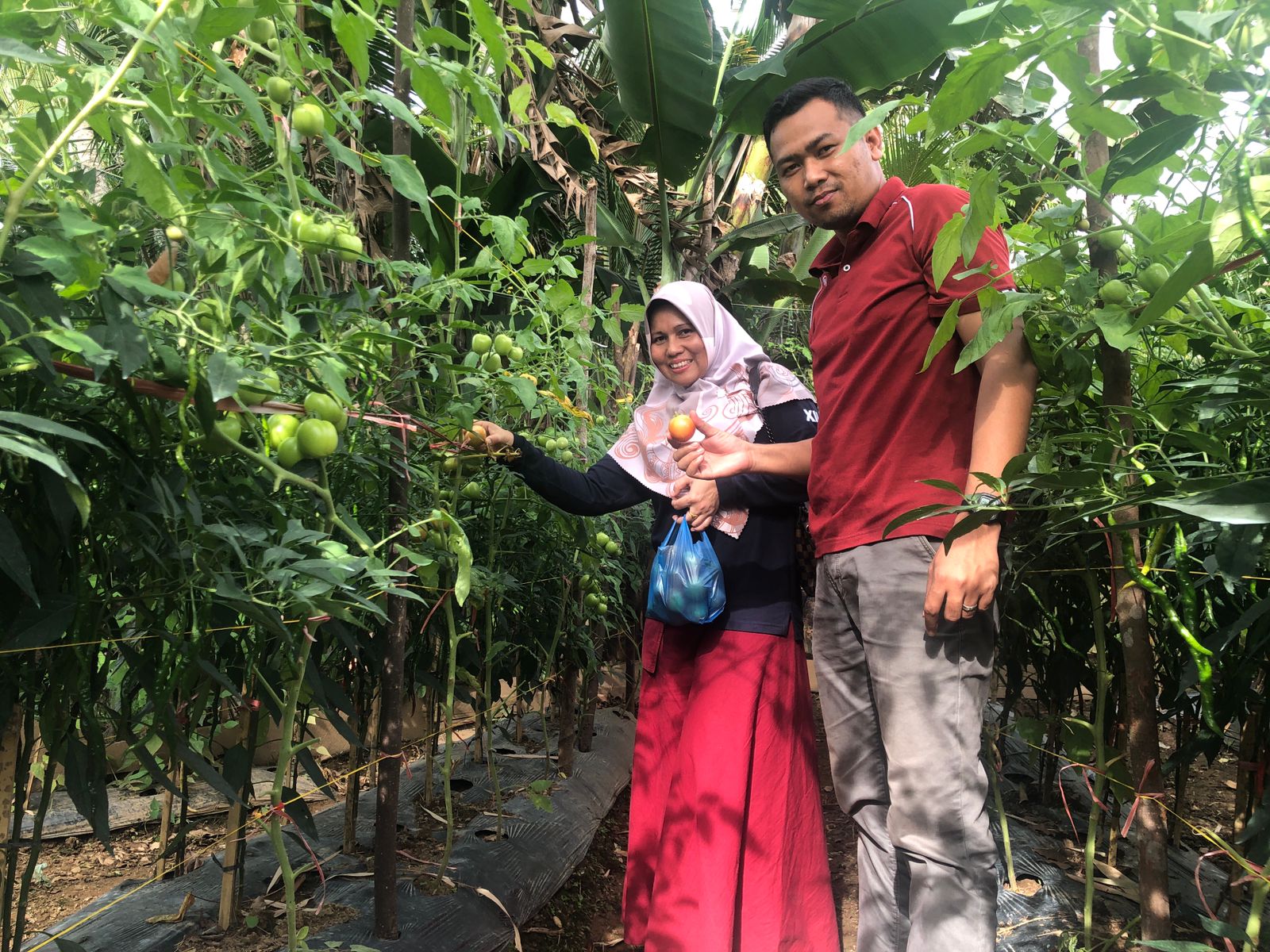 Peninjauan Lokasi Demplot Ketahanan Pangan Nagari Koto Anau Tapan oleh DPMDPPKB Kabupaten Pesisir Se