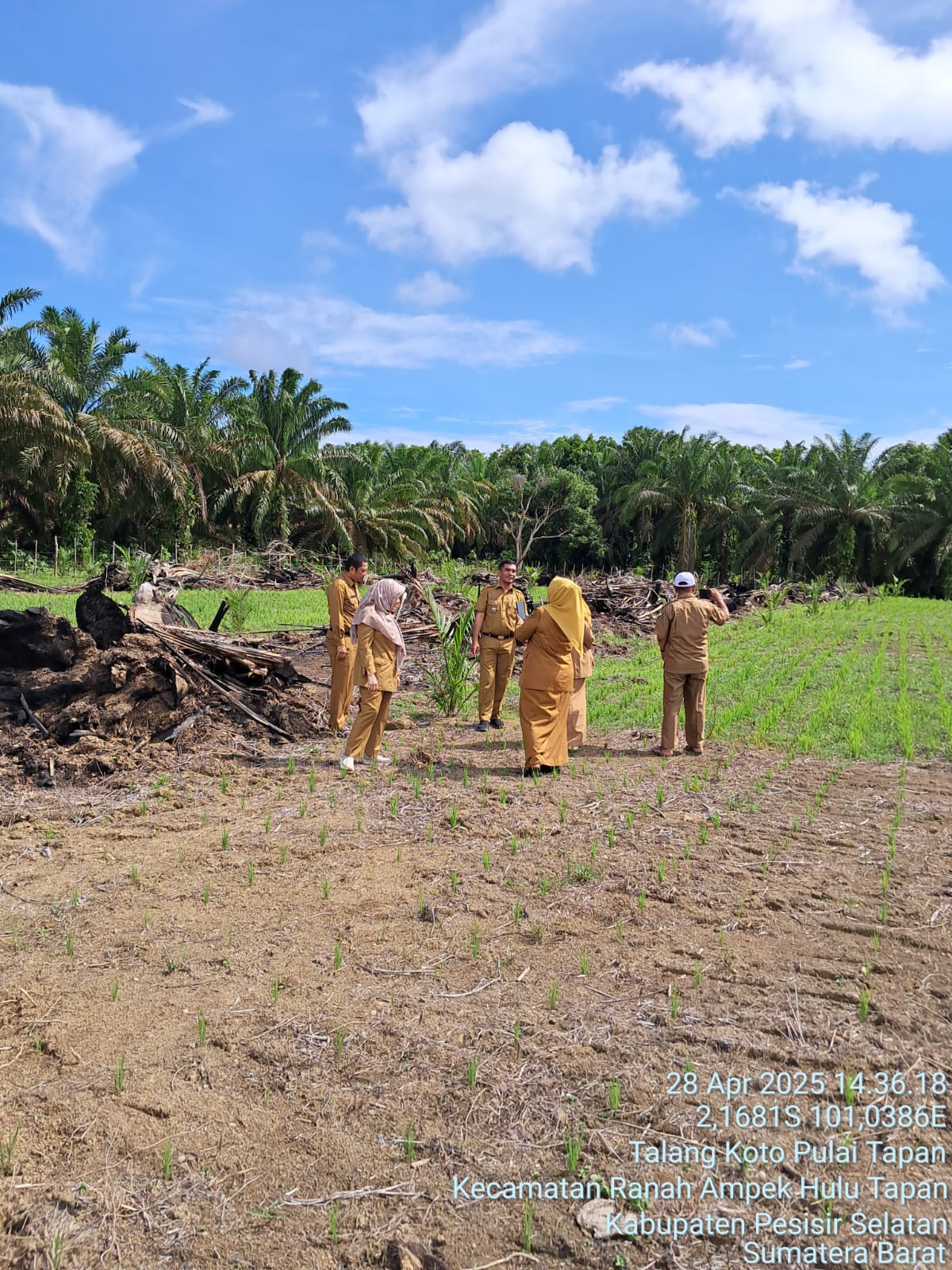 Camat Basa Ampek Balai Tapan mendampingi tim dari Dinas Perkebunan, Tanaman Pangan dan Holtikultura 