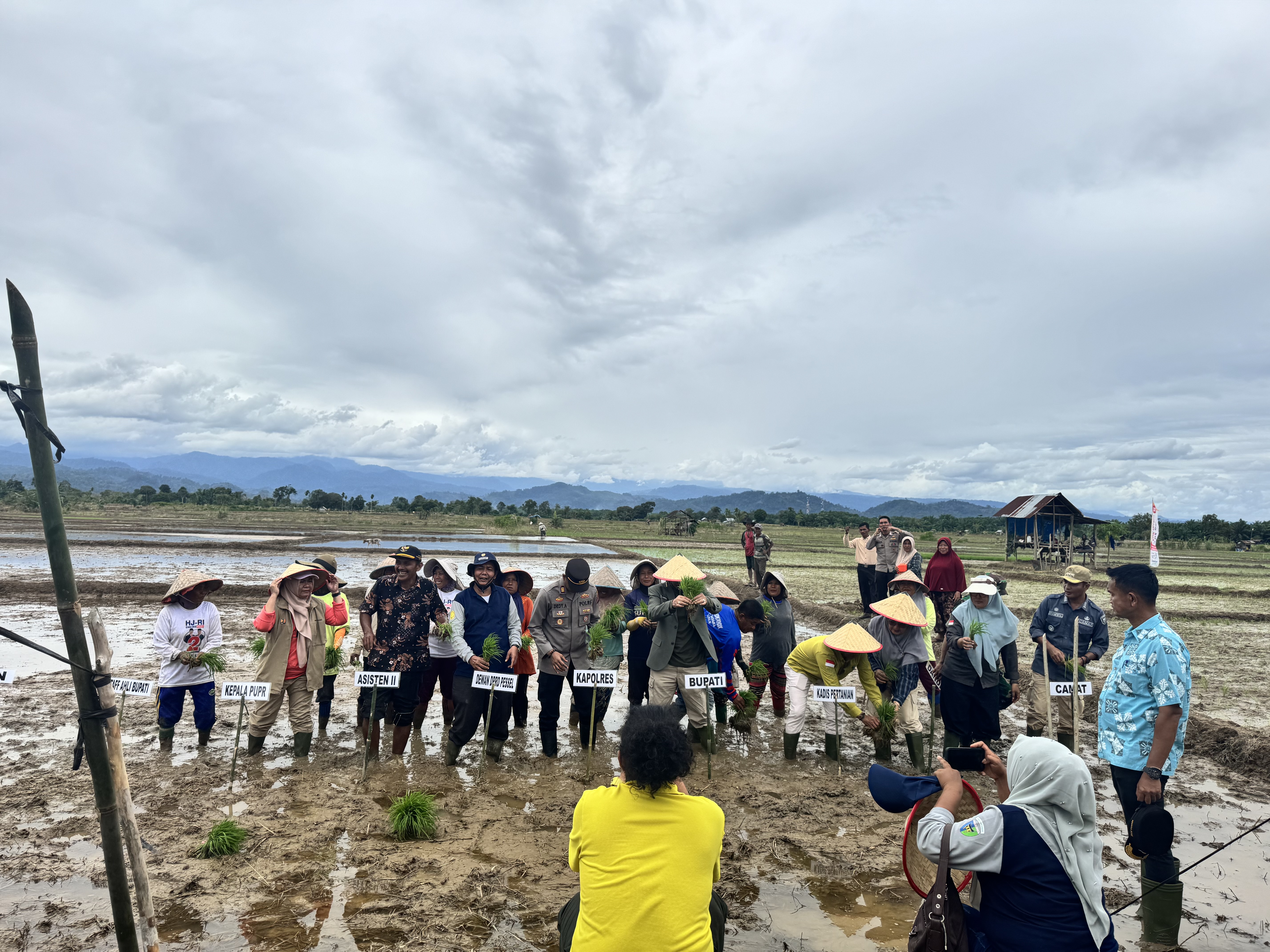 Camat Basa Ampek Balai Tapan Menghadiri Acara Gerakan Tanam Padi Serentak di Tepat Deras bersama Bup
