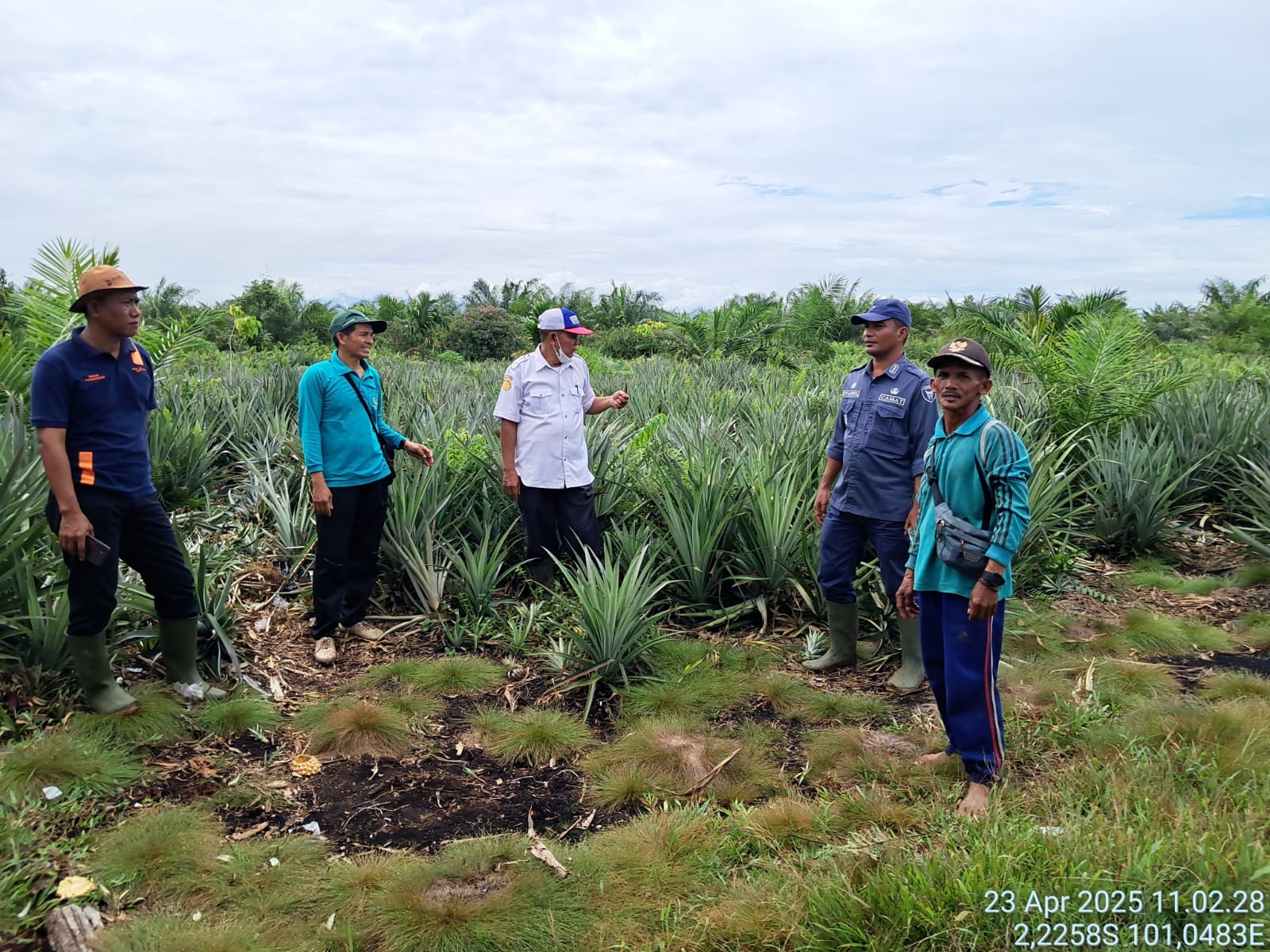 Camat Basa Ampek Balai Tapan melakukan peninjauan ke Kebun Nanas Madu di Nagari Tapan